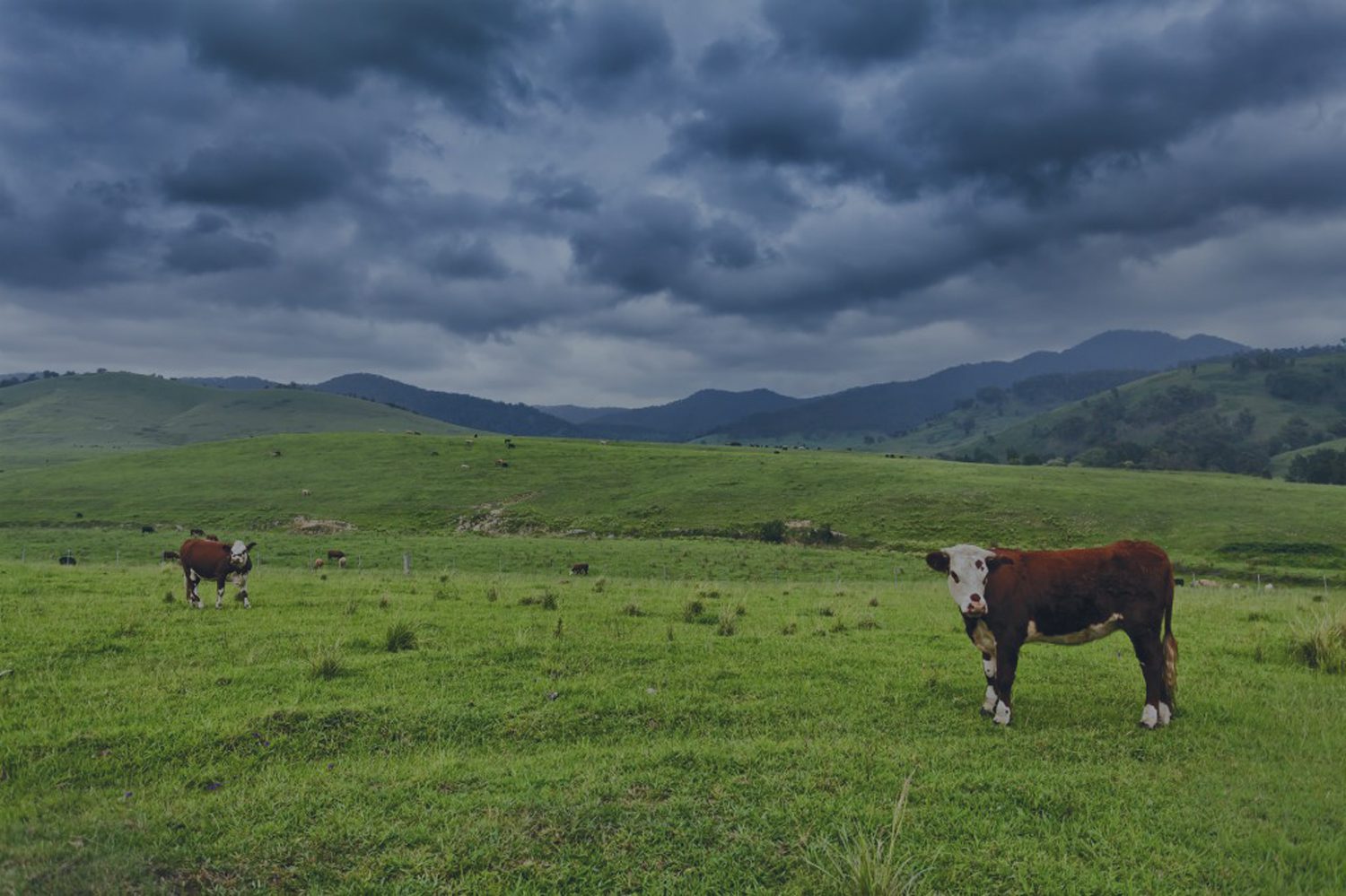 rural_real_estate