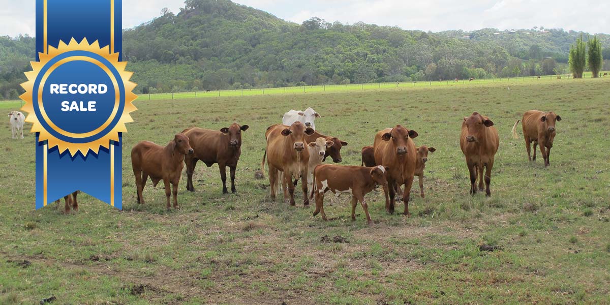 Record Sale for Maroochy River Farm