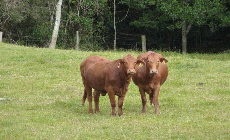 mydimport-1599384417-hires.7912-01Cattle