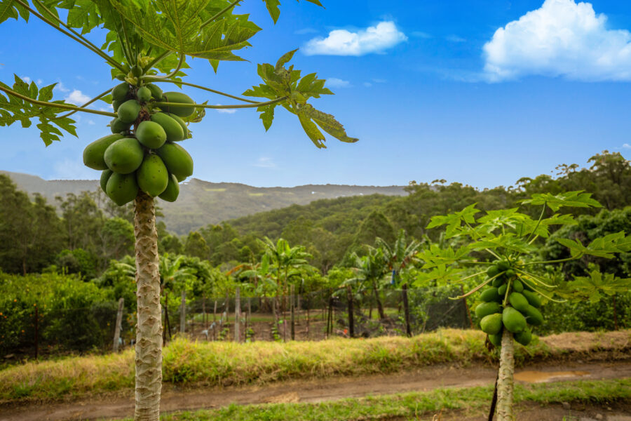 17629209__1611019237-19775-1